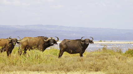 African buffalo go for a drink to Lake Nakuru in Kenya National Park. African buffaloes in the wild.

