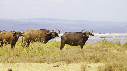 African buffalo go for a drink to Lake Nakuru in Kenya National Park. African buffaloes in the wild.

