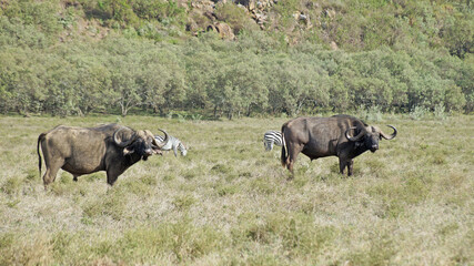 A herd of African buffalo grazes on a green pasture in the African savannah in a national park in Kenya. African buffaloes in the wild.