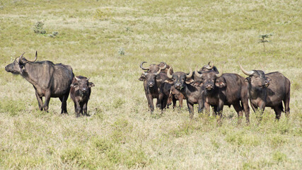 A herd of African buffalo grazes on a green pasture in the African savannah in a national park in Kenya. African buffaloes in the wild.