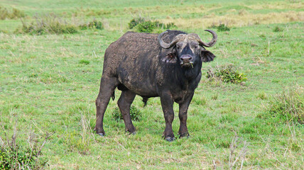 Naklejka na ściany i meble African buffalo graze on the green plains of the Kenyan savannah in the Maasai Mara National Park. Bull in the meadow. Male buffalo in the pasture.