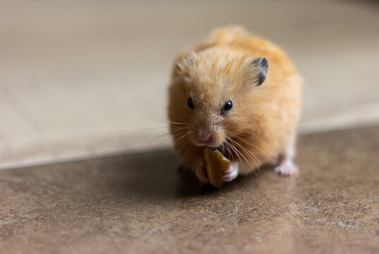A cute and funny red Syrian hamster eats a walnut on a light background. Home favorite pet. High quality photo