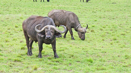 A herd of African buffalo grazes on a green pasture in the African savannah in a national park in Kenya. African buffaloes in the wild.
