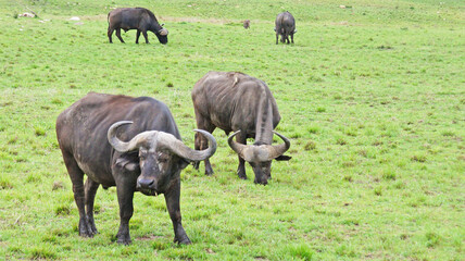 A herd of African buffalo grazes on a green pasture in the African savannah in a national park in Kenya. African buffaloes in the wild.