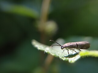 bug on a leaf