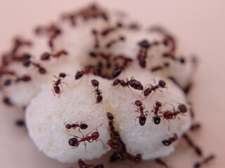 close up ants eating baby cereal - Powered by Adobe