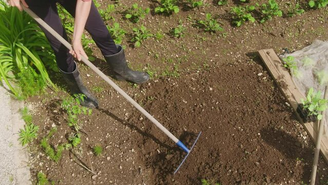 Caucasian woman in gumboots raking and smoothing soil in a home garden planted with various herbs, above shot.