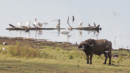 African buffalo go for a drink to Lake Nakuru in Kenya National Park. African buffaloes in the...