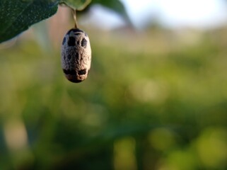 a little cocoon hanging on the tree