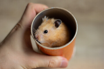 Red Syrian hamster in an orange cardboard jar. Cheerful and funny animal. High quality photo
