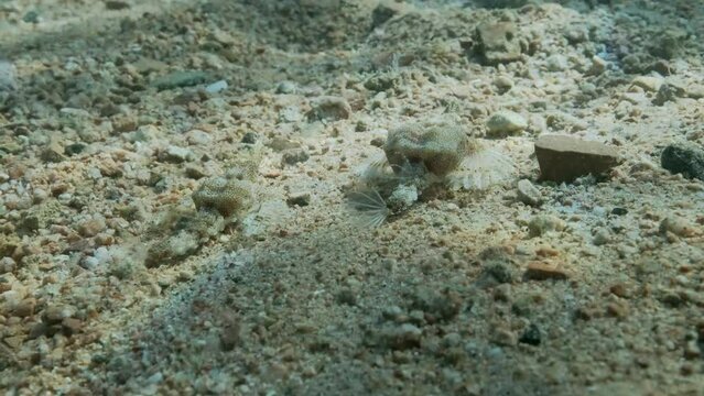 Pair of Seamoth move slowly one after another on the sandy bottom in sun rays (mating season). Pegasus, Little Dragonfish or Common Seamoth (Eurypegasus draconis), Slow motion