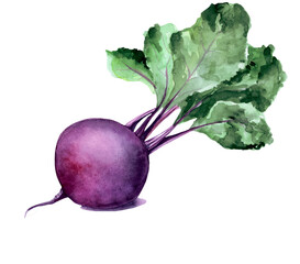 Watercolor beet. Rastr vegetable illustration for a cookbook, ingredients of recipes, advertising, cards for children and botanical magazines. Natural and organic agriculture.