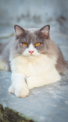 Cute persian cat playing in the yard in the sun