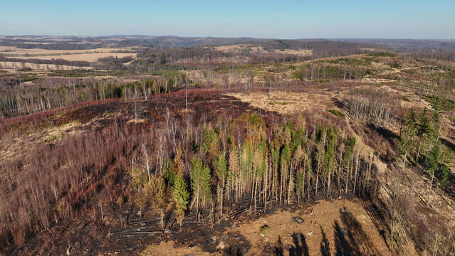 Forest after fire flame drone aerial drought dry black earth ground vegetation wild stand green natural disaster burnt down trees Bark beetle shot pest Ips typographus dead, spruce bast tree Czech
