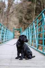 black labrador retriever