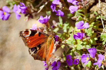 butterfly on flower