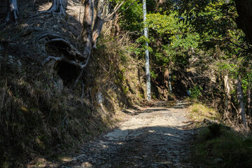 土路