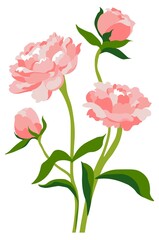 Pion or rose in blossom, peony flower blooming