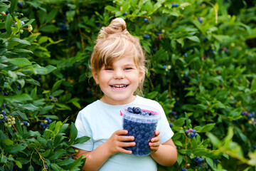 Little preschool girl picking fresh berries on blueberry field. Toddler child pick blue berry on...