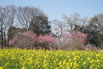 ももの花とナノハナ