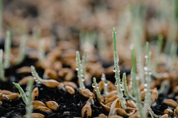 The growing buds of barley