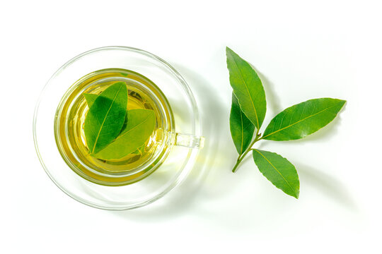 Bay leaf tea and a branch of laurel leaves, overhead flat lay shot on a white background