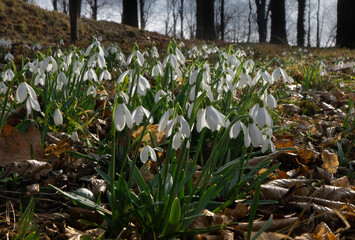 A group of snowdrops in the forest announces the arrival of spring. They can often symbolize...