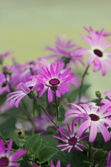 Fototapeta premium pink flowers in the garden
