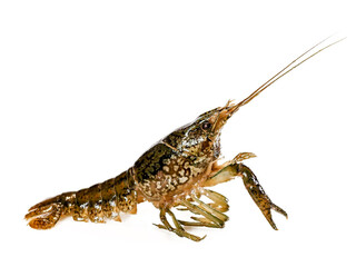 Marbled crayfish, Procambarus virginalis