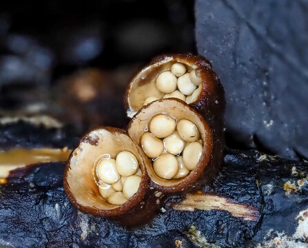 Common bird-nest fungus, Crucibulum laeve