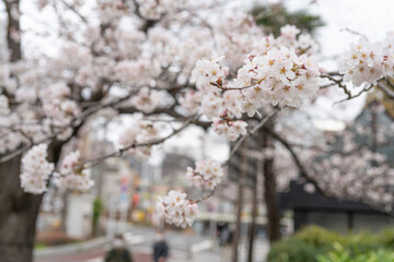 桜
