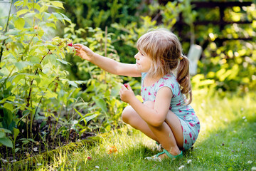 Happy little preschool girl picking and eating healthy raspberries in domestic garden in summer, on...
