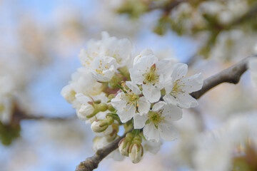 blooming tree