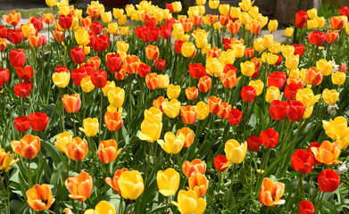tulipani