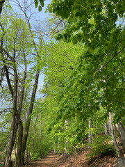 Waldlandschaft Griebnitzsee Uferweg Hirschberg Klein-Glienicke Berlin