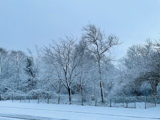 snow covered trees