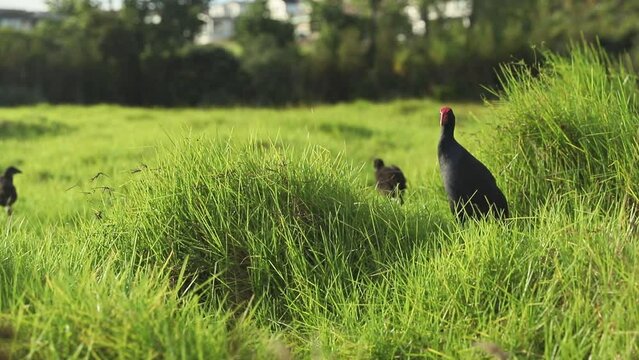 pukeko bird in green grass, wild new zealand swamp or water bird on natural background. High quality FullHD footage