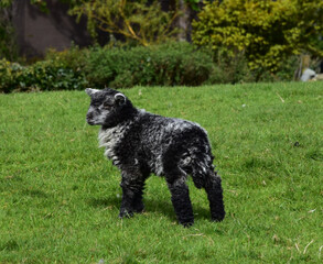 Very Cute Young Baby Lamb Standing in a Grass Field