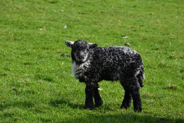 Absolutely Adorable Baby Black Sheep in a Grass Field