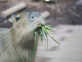 食事中のカピバラ Capybara eating