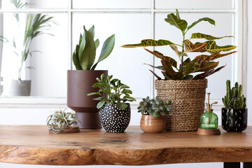 Modern composition of home garden filled a lot of beautiful plants, cacti, succulents in different design pots. Stylish botany interior. Home gardening concept. Template. Details.