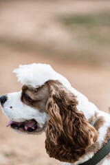 pet puppy playing and enjoying the outdoors. Brown Cocker spaniel american