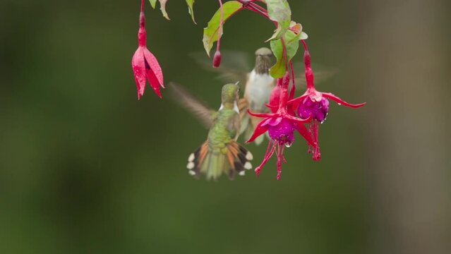 slow motion clip of two female volcano hummingbirds feeding on a fuchsia flower at a garden in costa rica