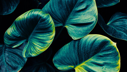 tropical leaves background, dark blue color toned