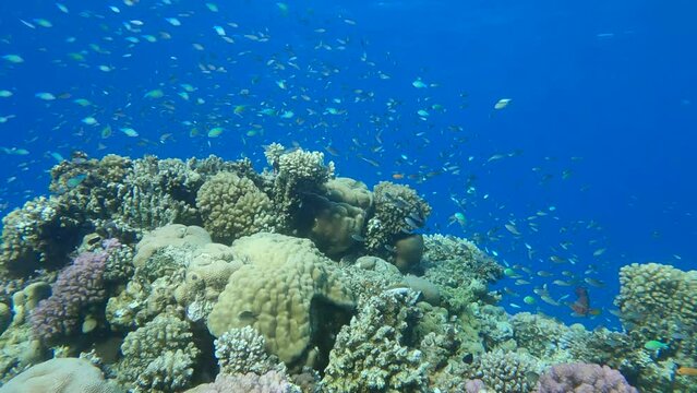 Colorful tropical fishes on beautiful coral reef. Arabian Chromis (Chromis flavaxilla), Half-and-half Chromis (Chromis dimidiata) and Lyretail Anthias (Pseudanthias squamipinnis). Camera moves forward