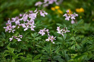 Cardamine bulbifera blooming with lilac flowers in spring forest. Coralroot bittercress, first spring forest flowers