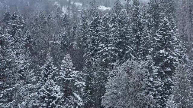 flight over the fir trees in the forest in winter