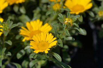 Sea aster