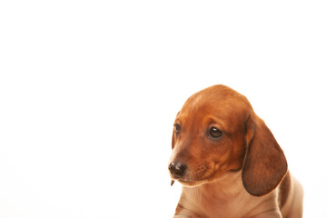 image of dog white background