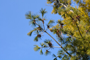 Eastern white pine